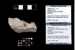 Foto (Objekt + Etikett) von Cracensigillatus acutirostris (Moericke, 1889)  (NHMW-GEO-1990-0041-0736)